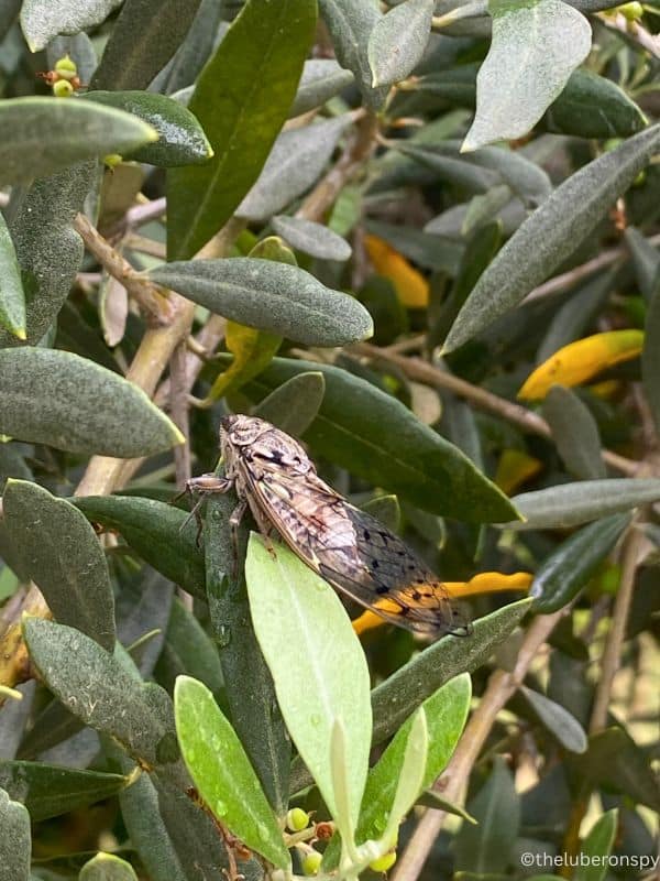 A cicada rests on a leaf of an olive tree in the Luberon