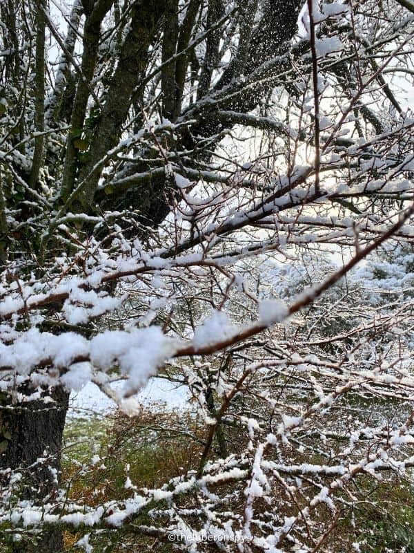 The snowy branches of a tree