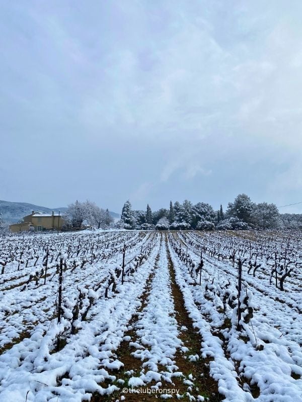 A vineyard covered in white snow. The occasional snow in Luberon is anticipated a few days each year.