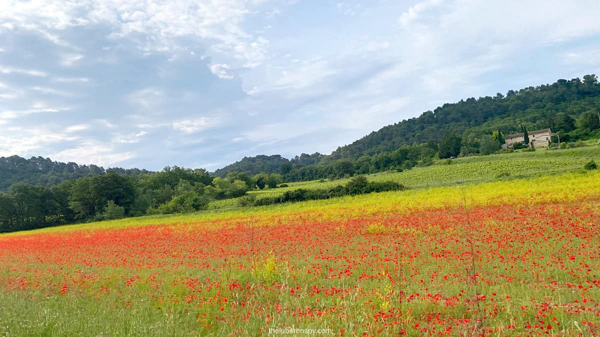A vibrant field of red poppies and yellow flowers stretches across the Luberon countryside in France, with rolling hills and a cloudy sky in the background.