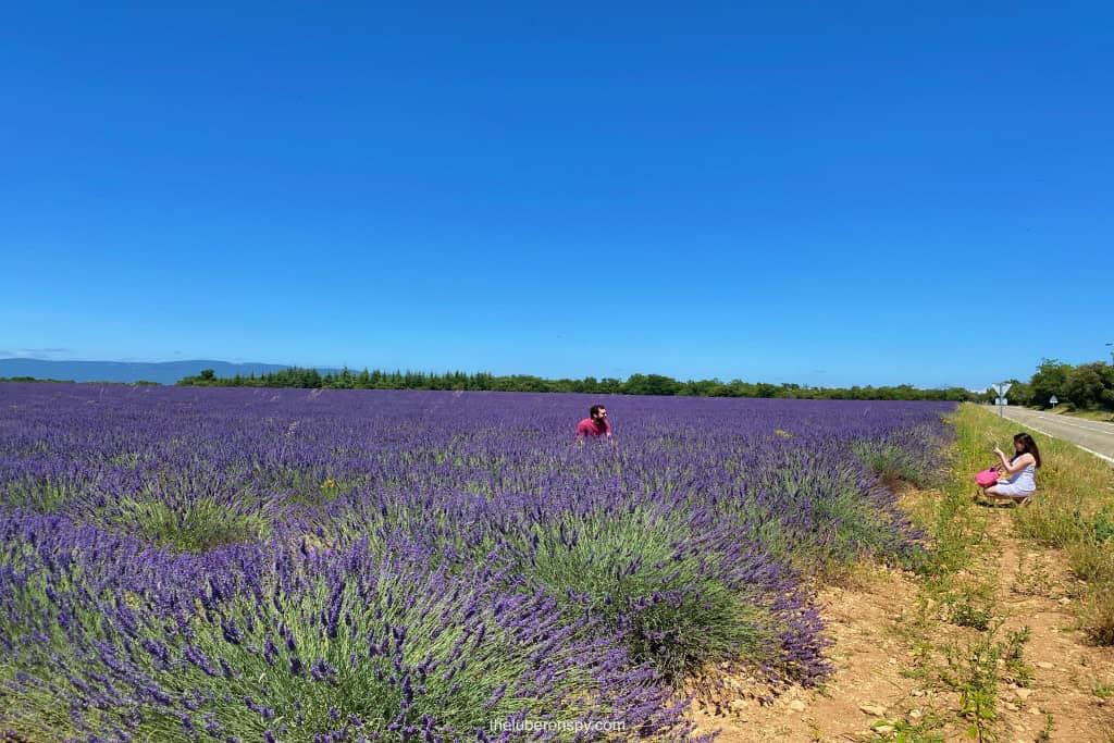 A female tourist taking a photo of her male companion who's in the middle of a lavender field.