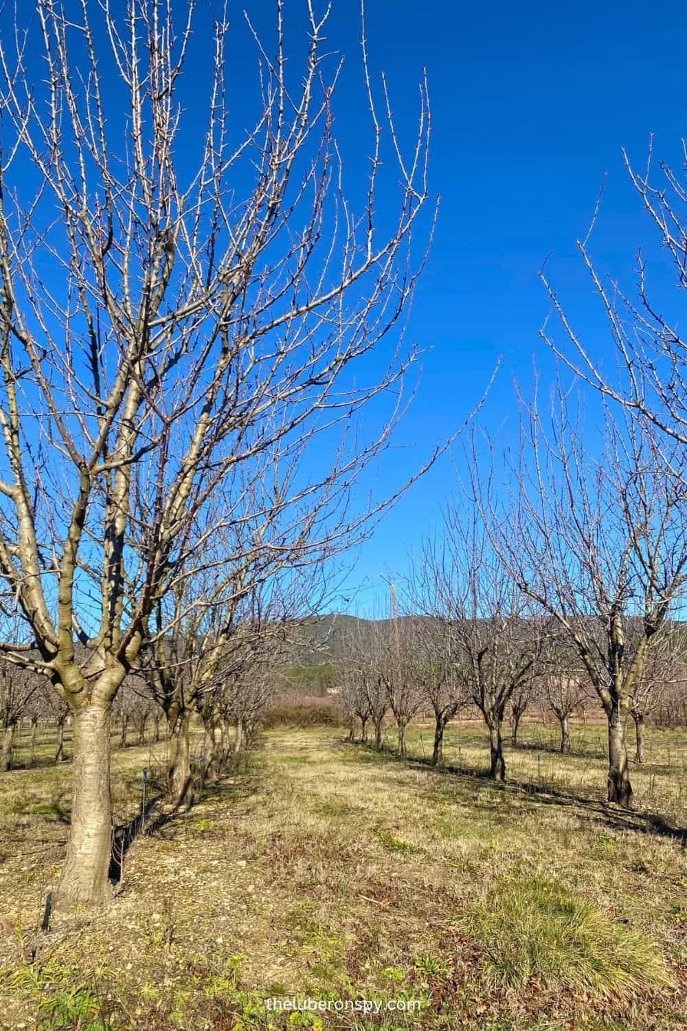 Bare fruit trees stand in neat rows under a clear, vibrant blue sky in Luberon during the low season.