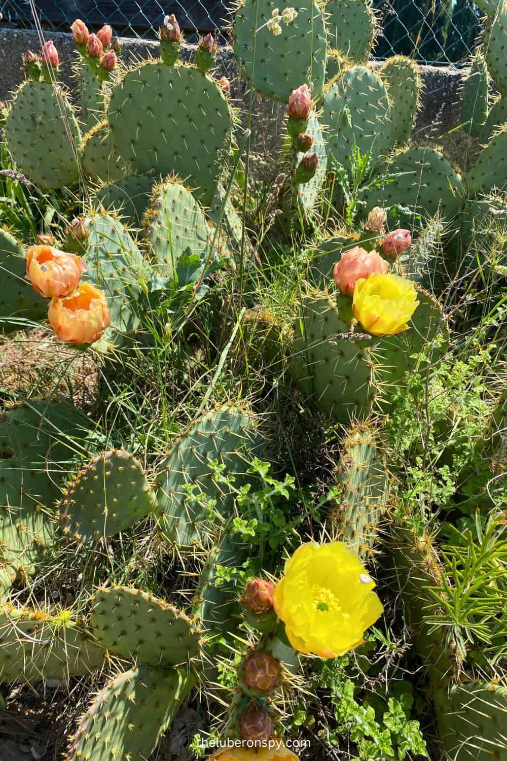 Blooming prickly pear cacti showcase bright yellow and soft orange flowers amidst their spiky green pads, contrasting with the surrounding greenery and a metal fence in the background.