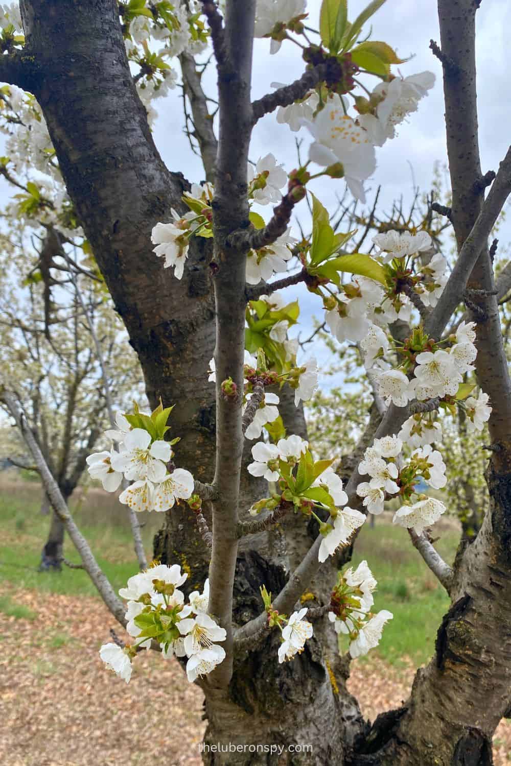 Close-up of cherry blossoms on a tree branch, showcasing delicate white flowers in full bloom, with a blurred background of more trees and greenery.