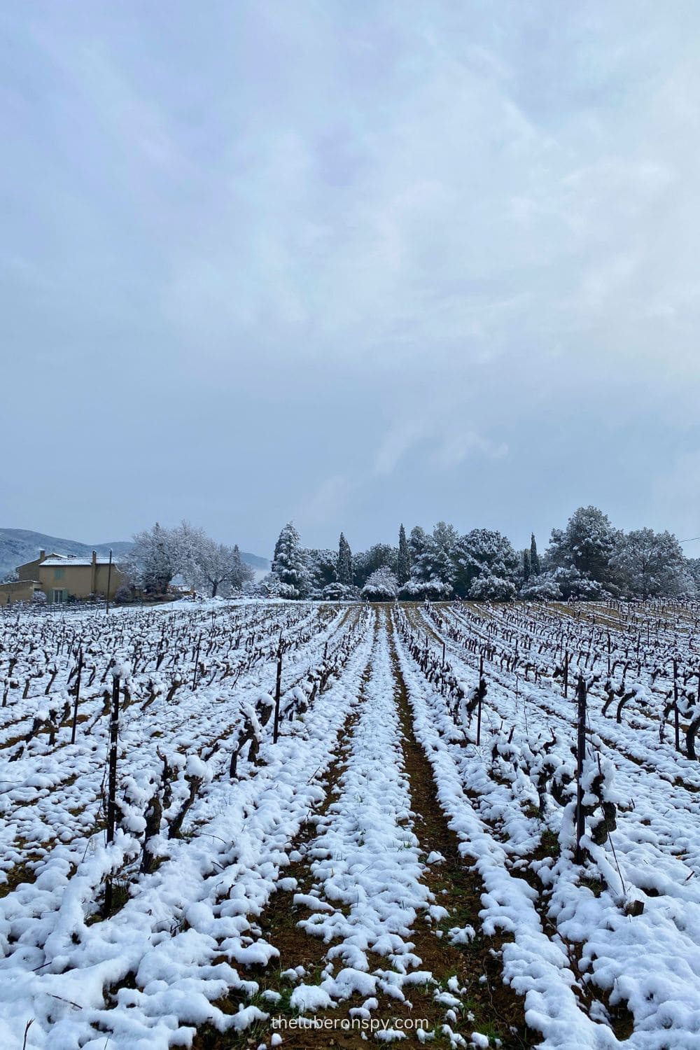 Snow blankets a vineyard in Luberon, creating a serene winter scene with rows of dormant vines stretching into the distance.