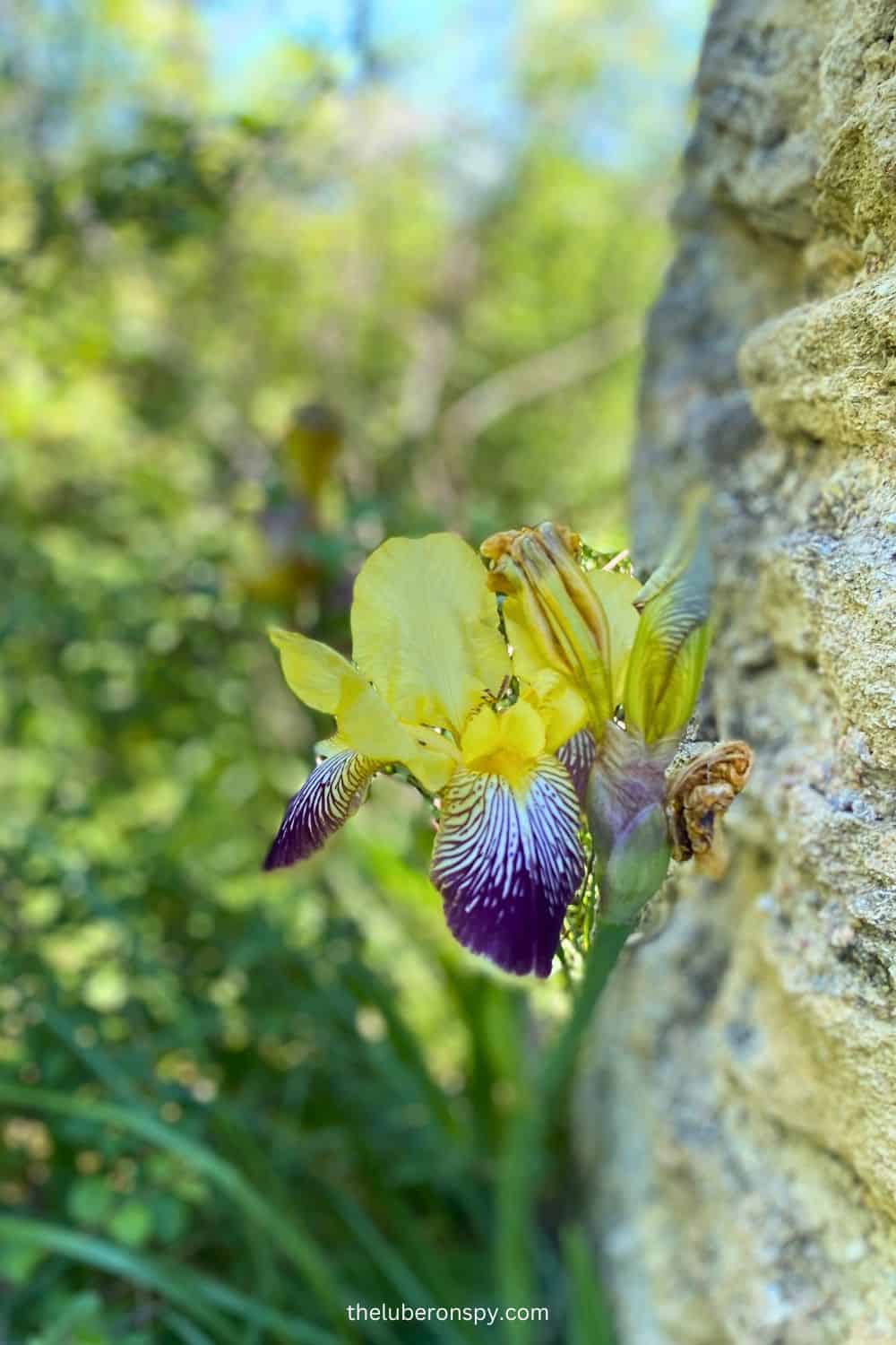 A vibrant yellow and purple wild orchid blooms beside a rustic stone wall, with blurred greenery in the background.