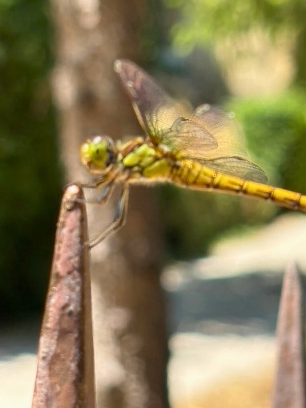 Close-up of a yellow and green dragonfly perched on the tip of a rusty iron spike, with blurred greenery in the background.