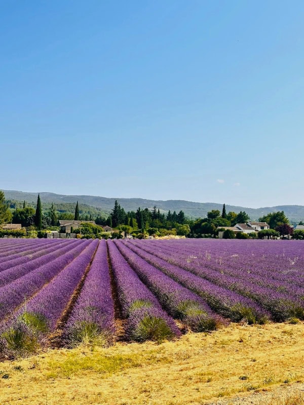 Neatly aligned rows of vibrant purple lavender stretch toward a rustic village in the Luberon, framed by green cypress trees and low mountains under a clear blue sky.