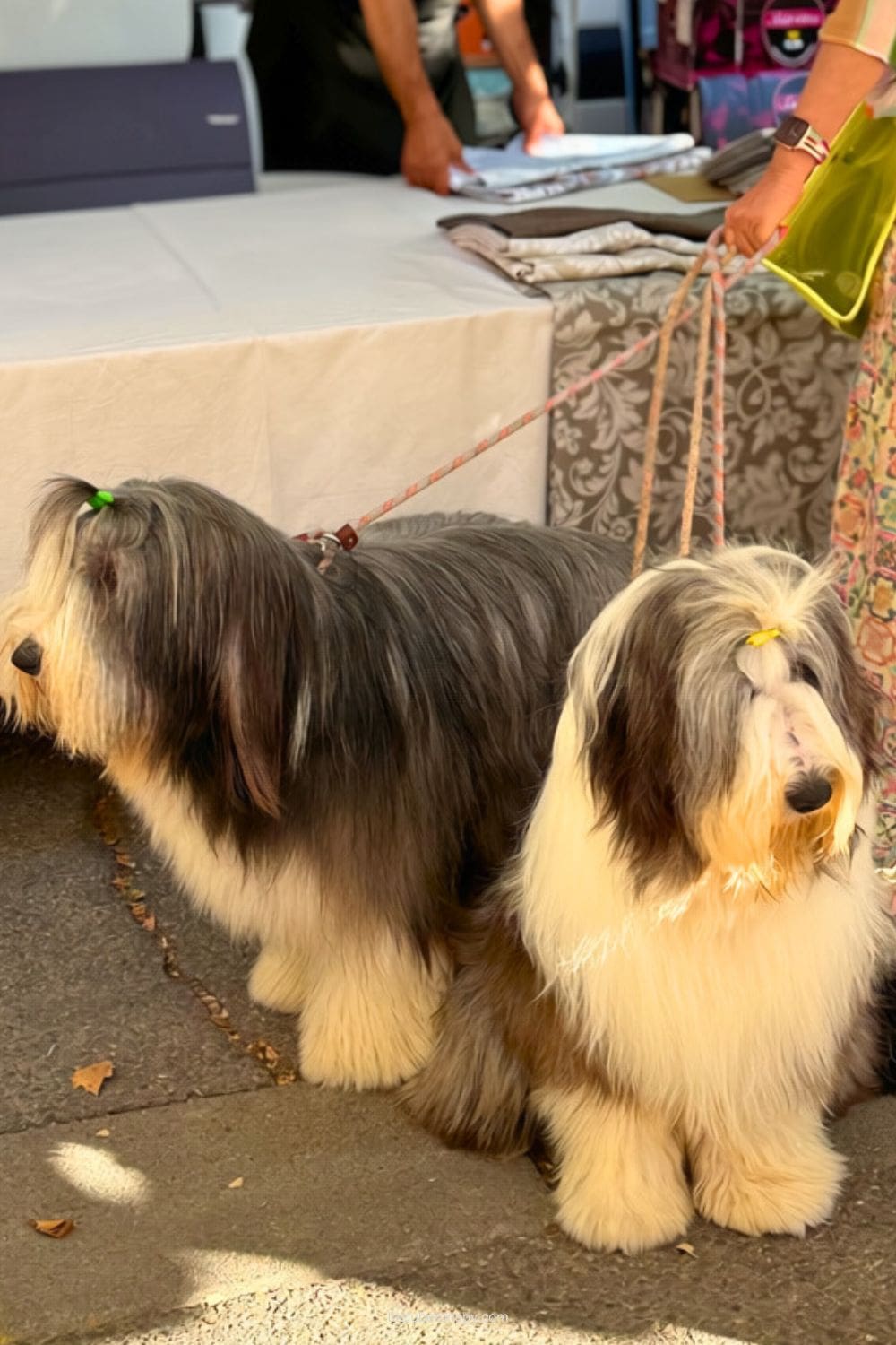 Two long haired dogs stand beside a market stall displaying folded textiles in Lourmarin village in the Luberon.